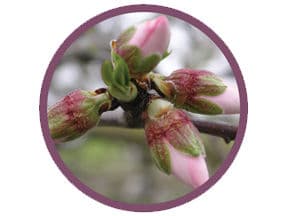Icon of Choose Scala® SC fungicide at Pink Bud