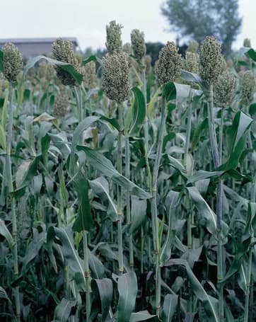 Promo Tools of Top 8 Tips for Grain Sorghum Yields