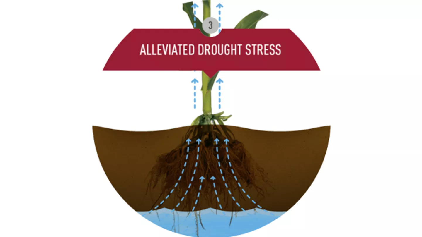 Promo Tools of Alleviated Drought Stress