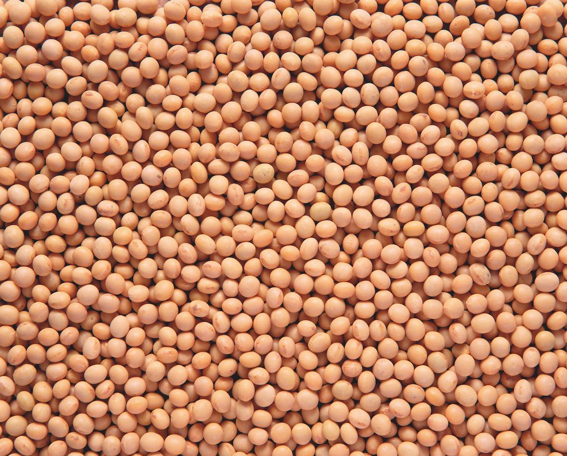 Soybean Seed Brands Asgrow & Channel