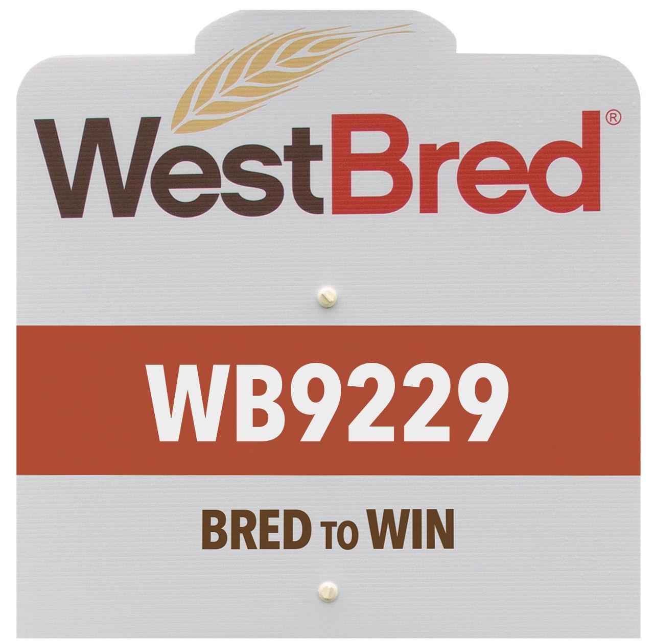 WB9229 westbred