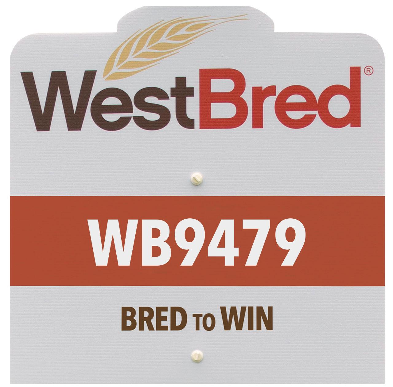 WB9479 westbred