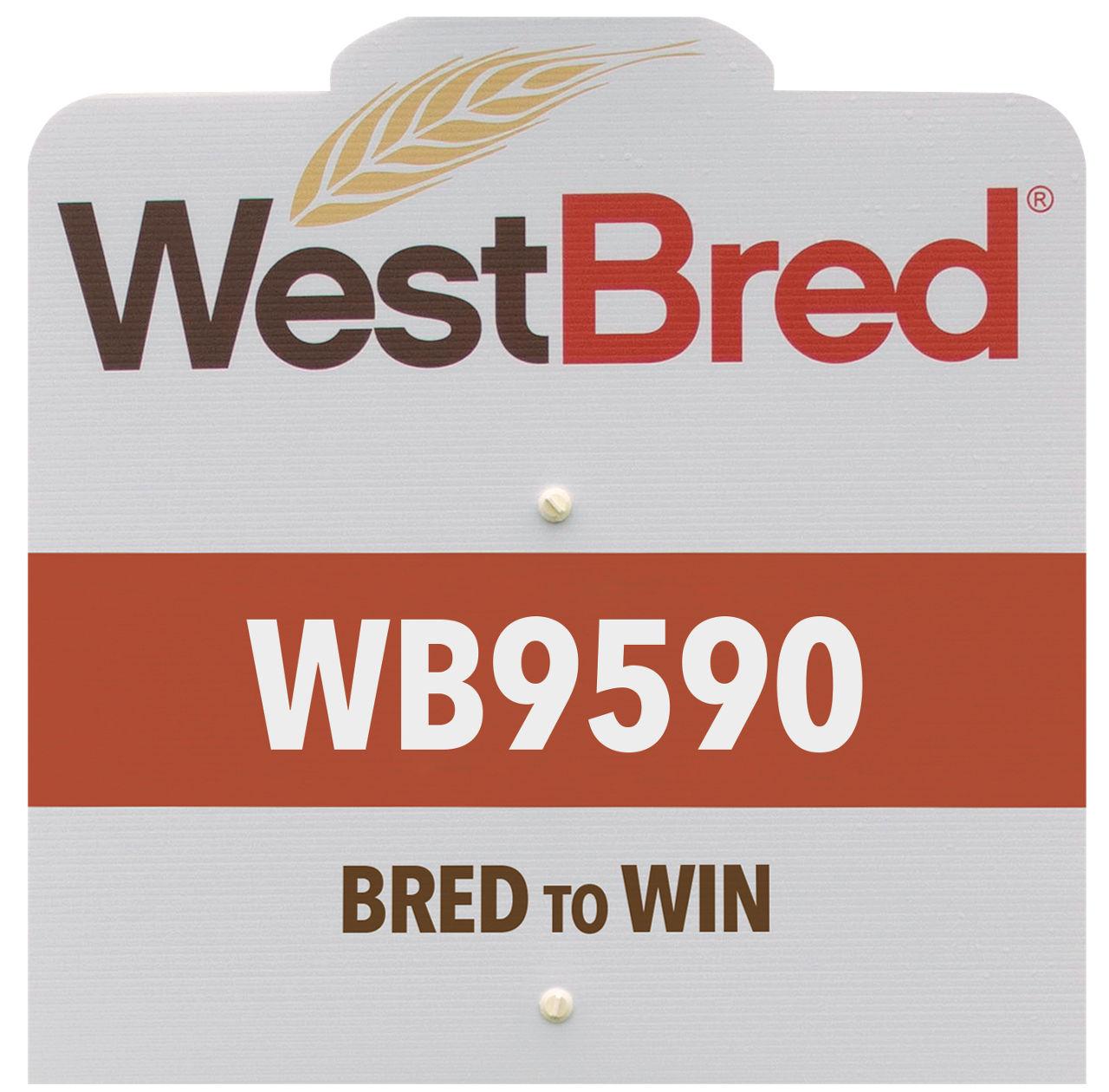 WB9590 westbred