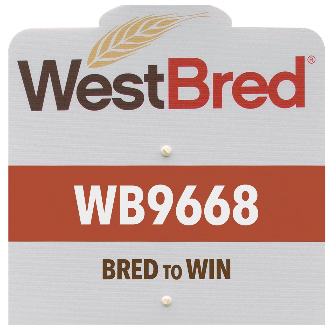 WB9668 westbred