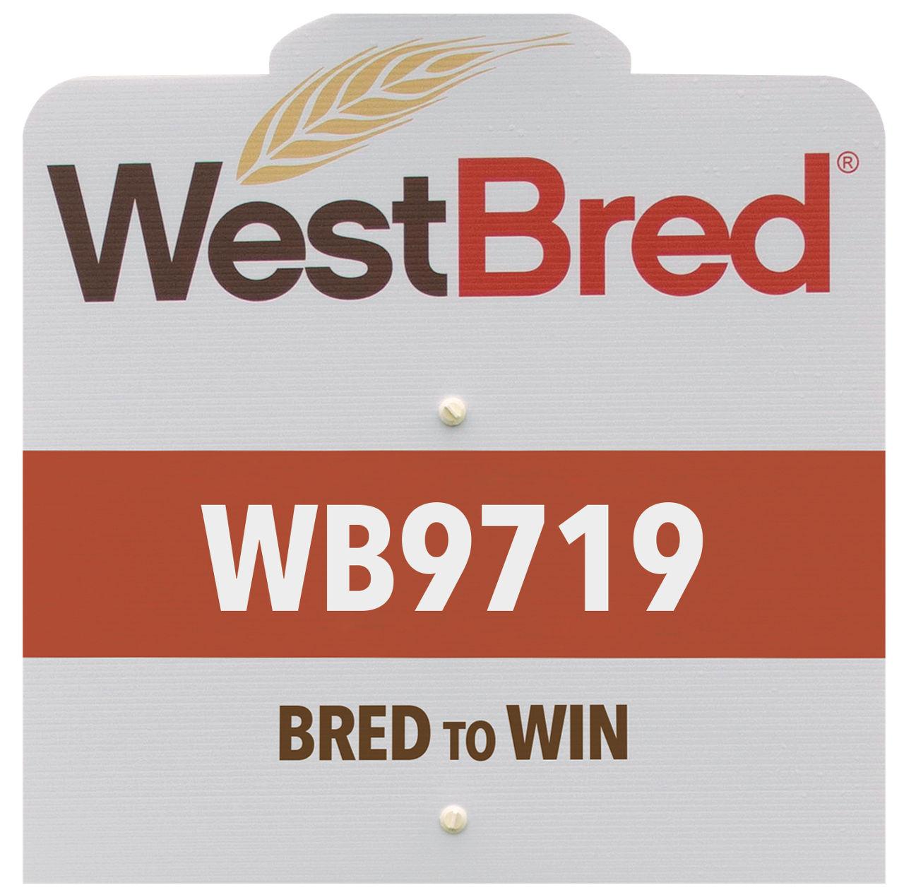 WB9719 westbred