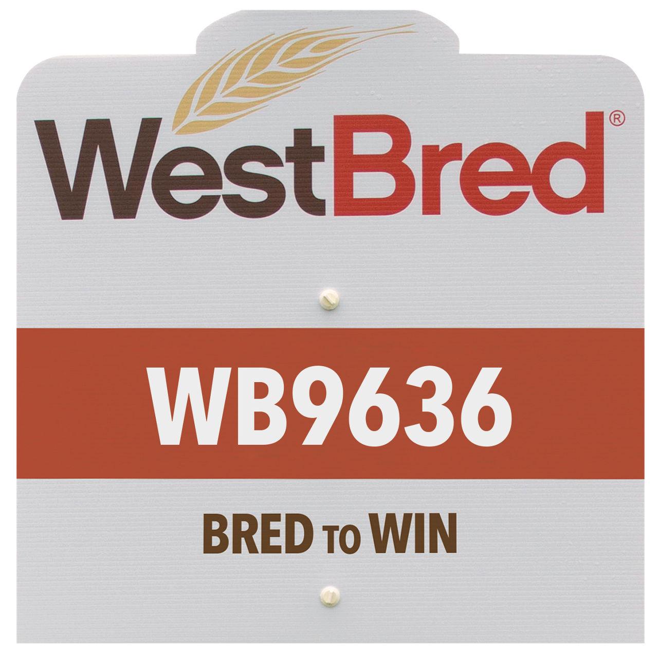 WB9636 westbred