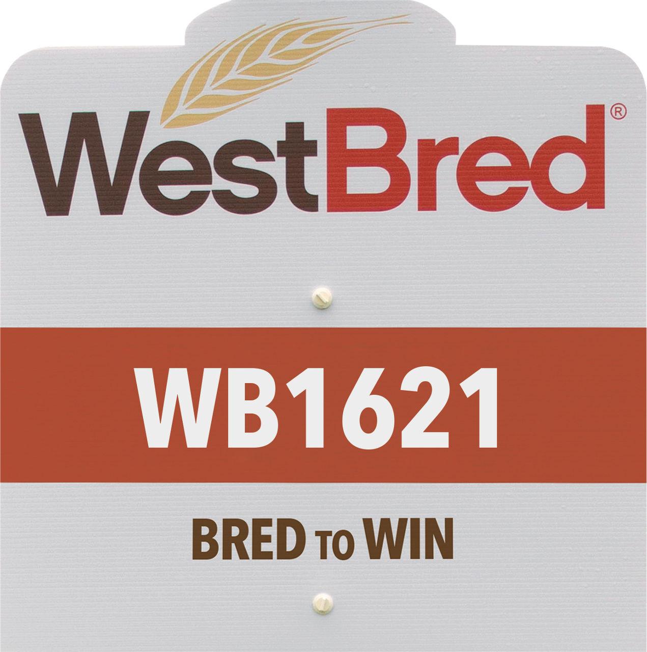 WB1621 westbred