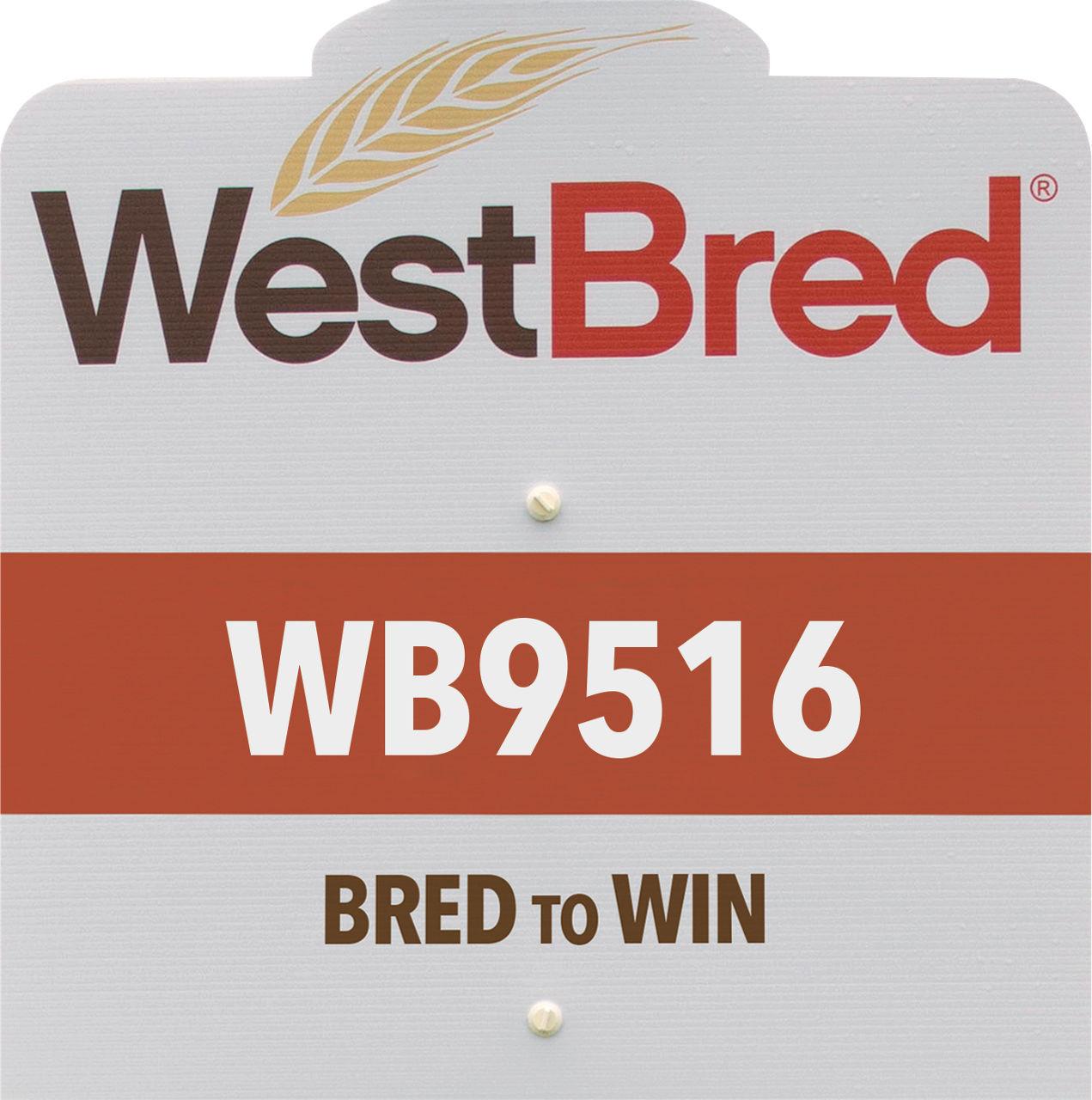 WB9516 westbred