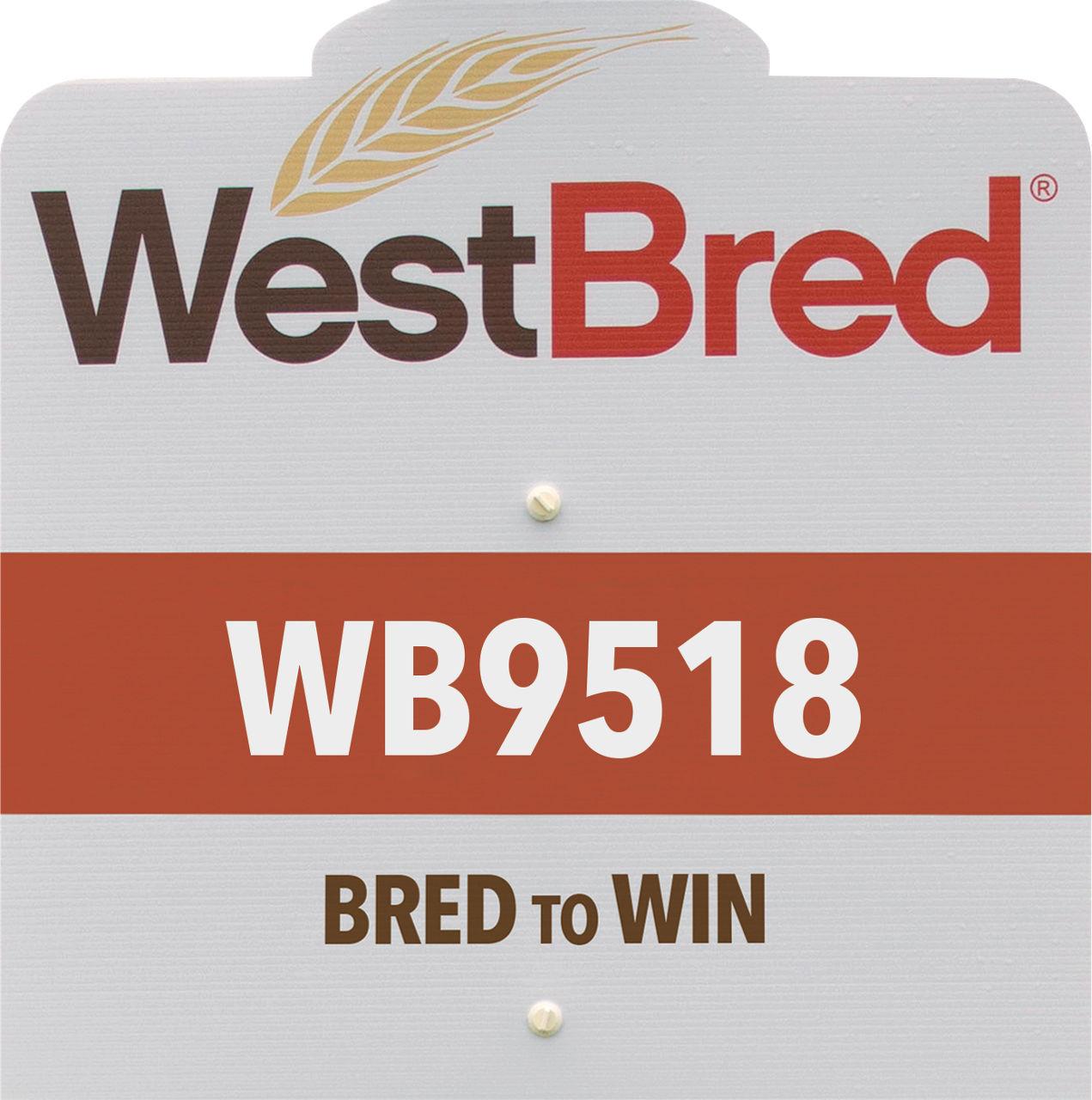WB9518 westbred