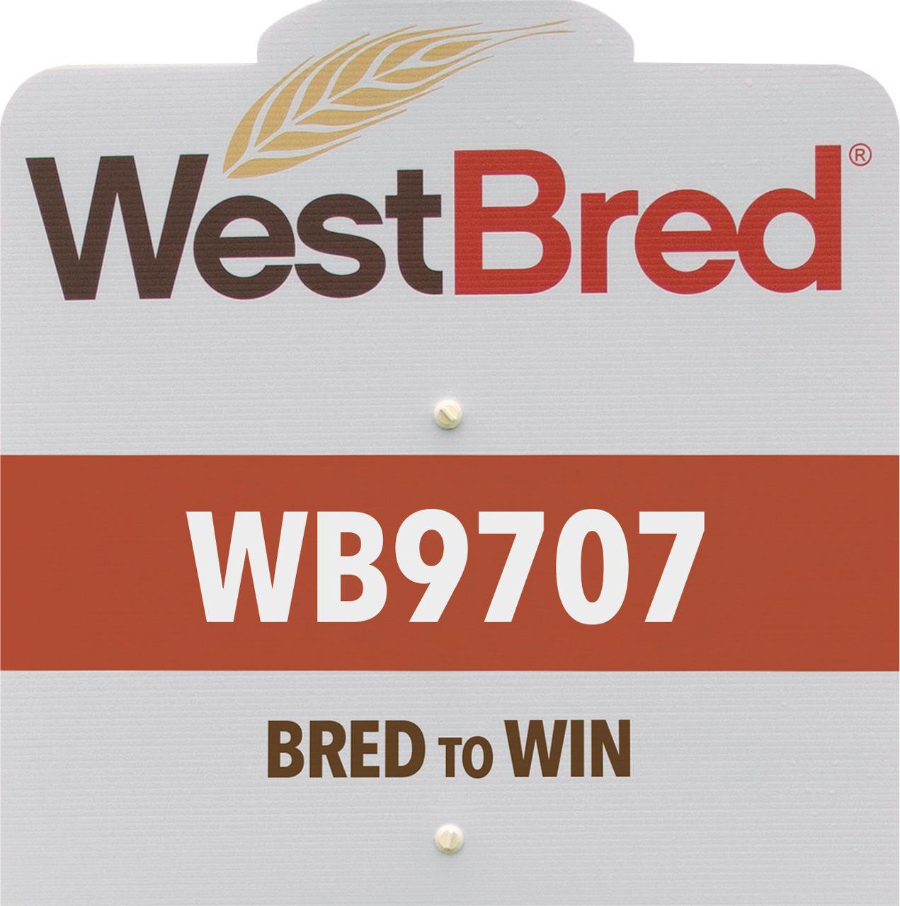 WB9707 westbred