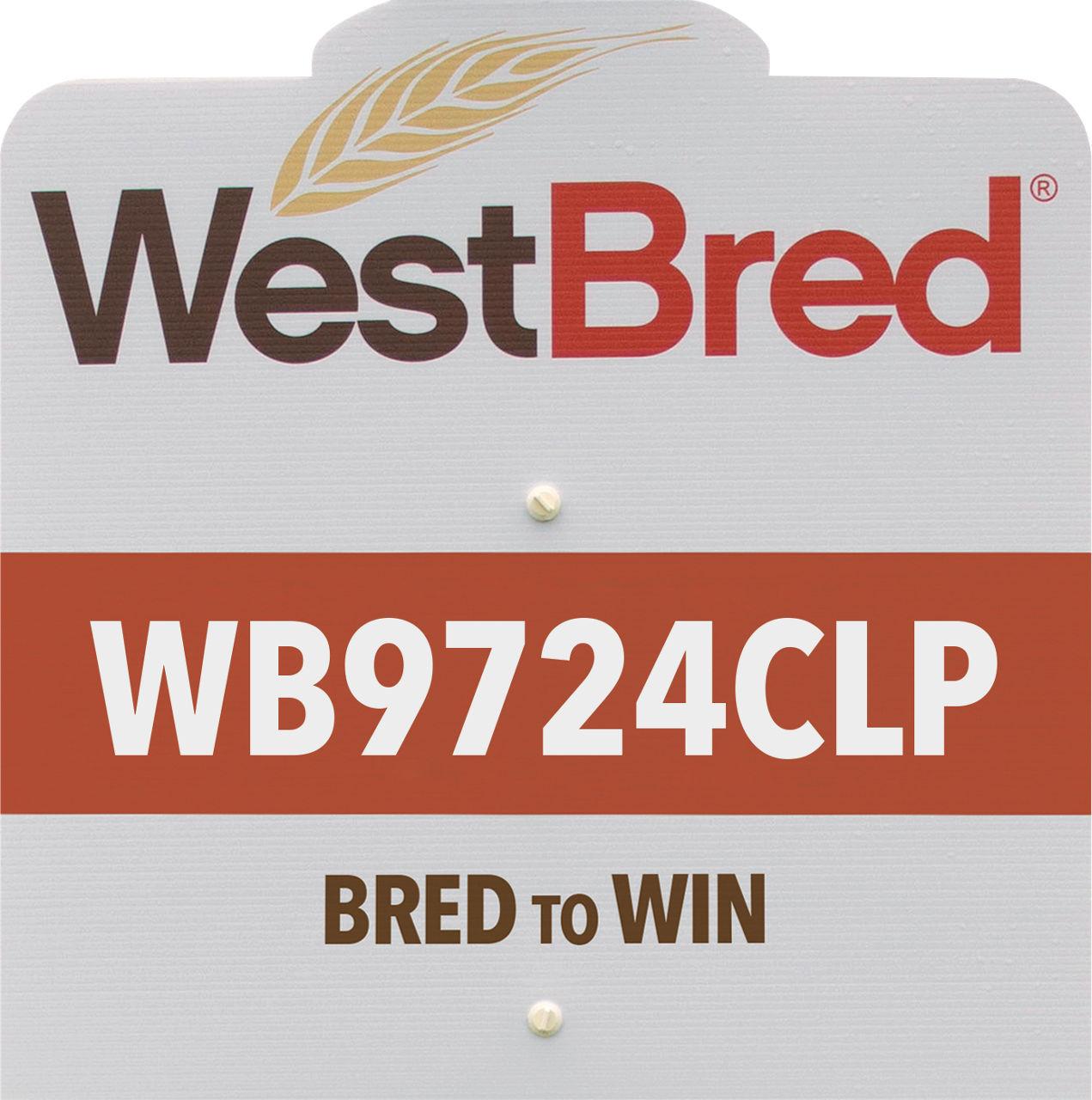 WB9724CLP westbred