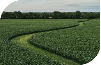 Aerial view of a large, lush green cornfield demonstrating crop uniformity.