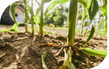 Close-up of strong corn stalks and roots in healthy soil with a tractor in the background.