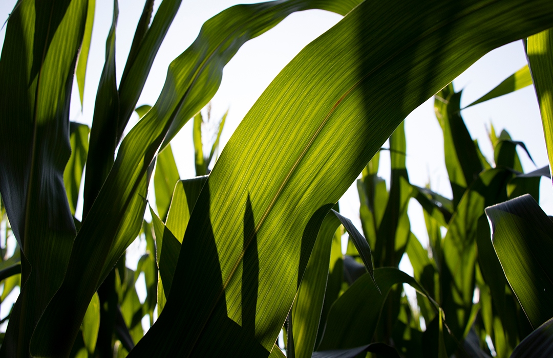 DEKALB® tall corn stalk during late season