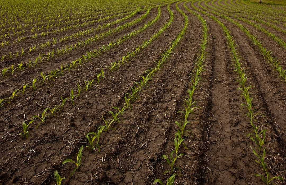 DEKALB® corn field during early season