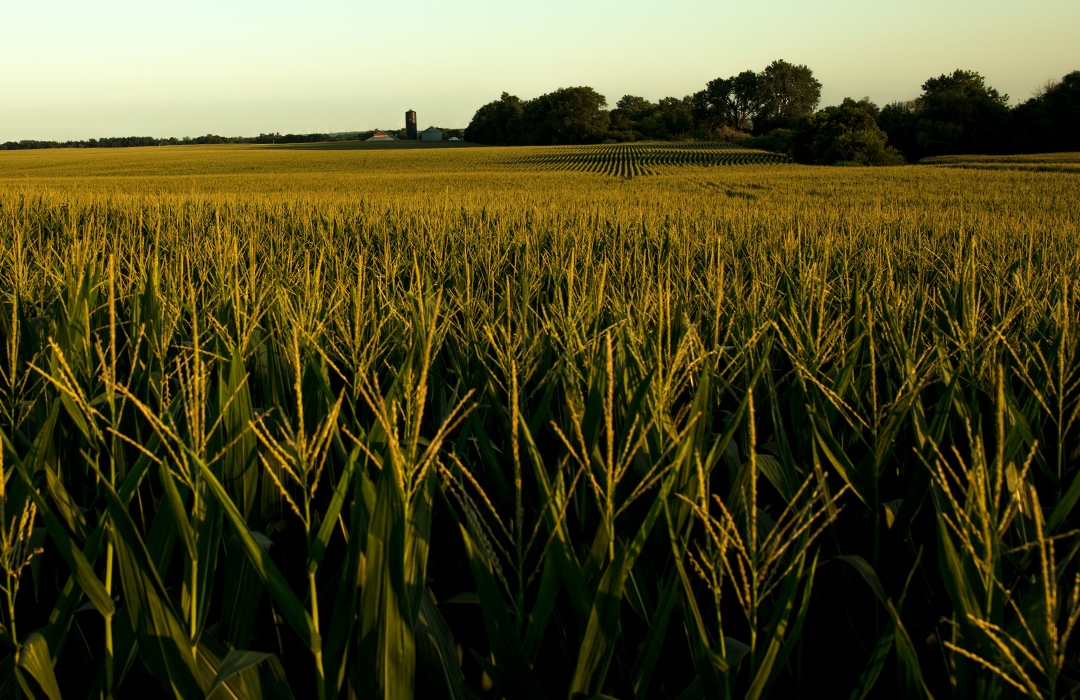 DEKALB® field during growing season at dusk