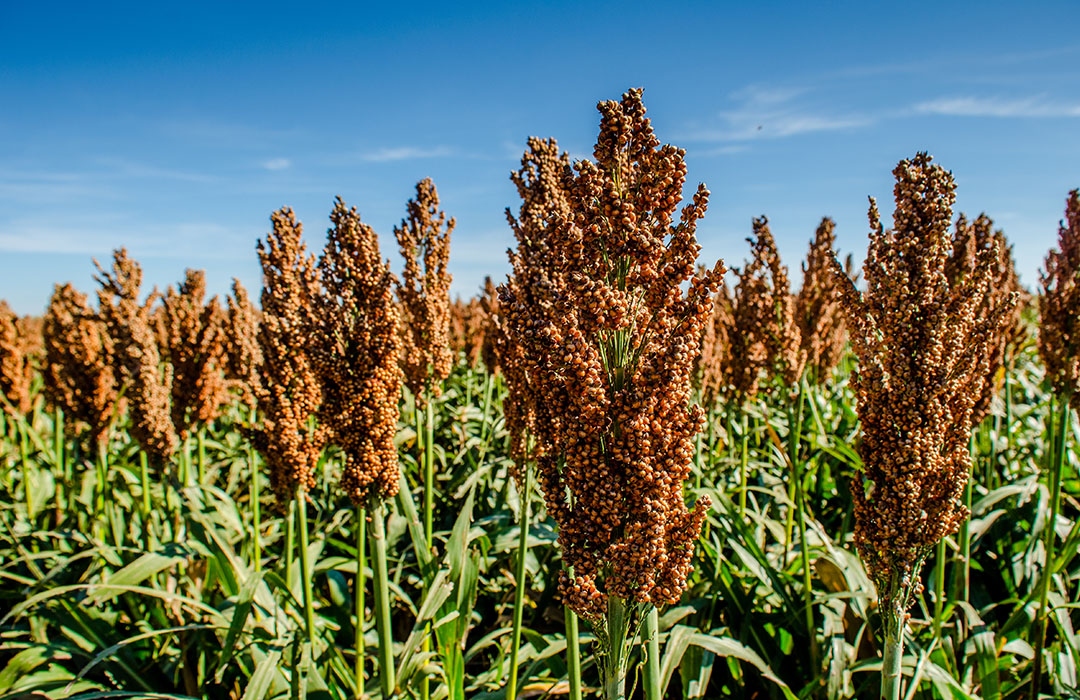DEKALB® sorghum field