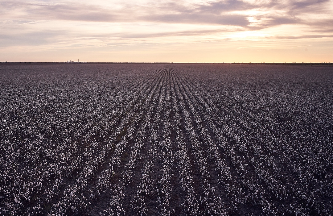 Deltapine Roundup Ready Flex Broad Spectrum cotton in field around harvest