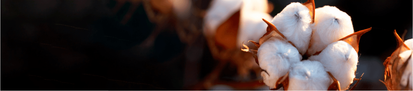 Close-up of ripe cotton bolls on a plant, ready for harvest against a dark background